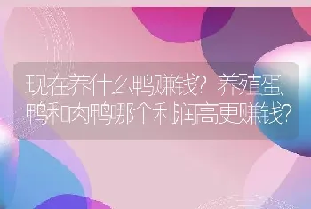 现在养什么鸭赚钱？养殖蛋鸭和肉鸭哪个利润高更赚钱？