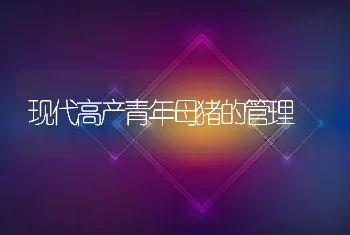 现代高产青年母猪的管理