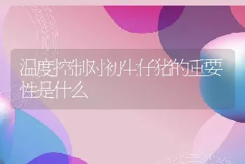 温度控制对初生仔猪的重要性是什么