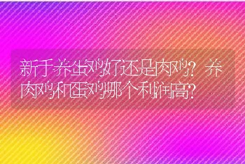 新手养蛋鸡好还是肉鸡？养肉鸡和蛋鸡哪个利润高？