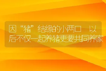 因“猪”结缘的小两口 以后不仅一起养猪更要共同养家