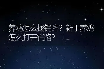 养鸡怎么找销路？新手养鸡怎么打开销路？