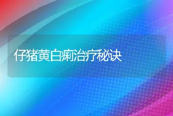 仔猪黄白痢治疗秘诀