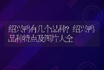 绍兴鸭有几个品种？绍兴鸭品种特点及图片大全