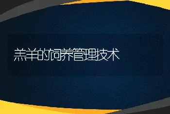 羔羊的饲养管理技术