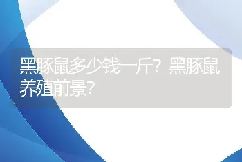 黑豚鼠多少钱一斤？黑豚鼠养殖前景？