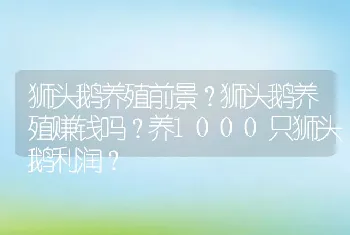 狮头鹅养殖前景？狮头鹅养殖赚钱吗？养1000只狮头鹅利润？