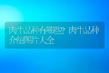 肉牛品种有哪些？肉牛品种介绍图片大全