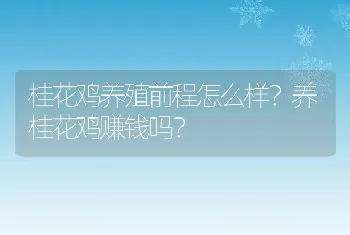 桂花鸡养殖前程怎么样？养桂花鸡赚钱吗？