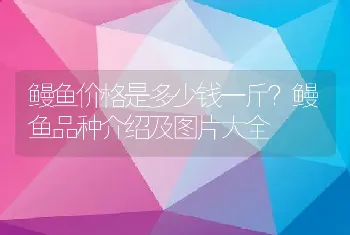 鳗鱼价格是多少钱一斤？鳗鱼品种介绍及图片大全