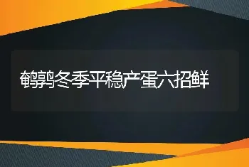 鹌鹑冬季平稳产蛋六招鲜