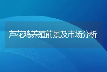 芦花鸡养殖前景及市场分析