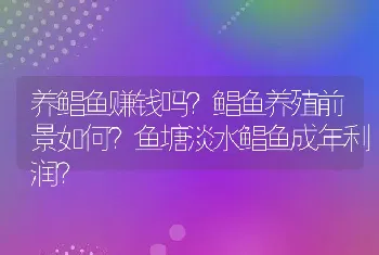 养鲳鱼赚钱吗？鲳鱼养殖前景如何？鱼塘淡水鲳鱼成年利润？