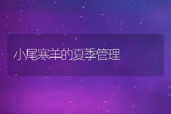 小尾寒羊的夏季管理