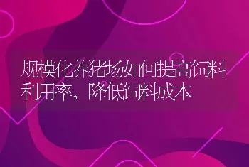 规模化养猪场如何提高饲料利用率,降低饲料成本