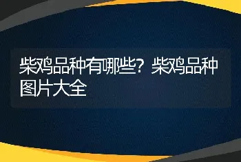 柴鸡品种有哪些？柴鸡品种图片大全