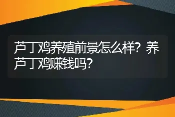 芦丁鸡养殖前景怎么样？养芦丁鸡赚钱吗？