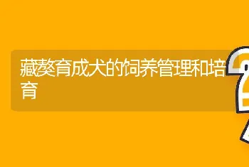 藏獒育成犬的饲养管理和培育