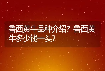 鲁西黄牛品种介绍？鲁西黄牛多少钱一头？