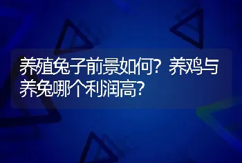 养殖兔子前景如何？养鸡与养兔哪个利润高？