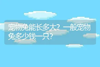 宠物兔能长多大？一般宠物兔多少钱一只？