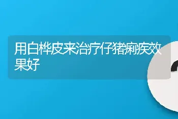 用白桦皮来治疗仔猪痢疾效果好