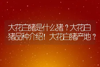 大花白猪是什么猪？大花白猪品种介绍！大花白猪产地？