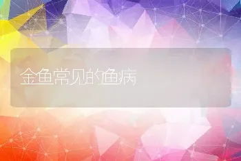 金鱼常见的鱼病