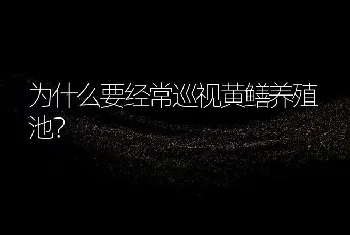 为什么要经常巡视黄鳝养殖池？