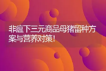 非瘟下三元商品母猪留种方案与营养对策！