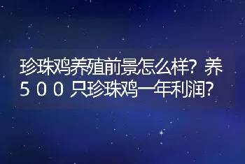 珍珠鸡养殖前景怎么样？养500只珍珠鸡一年利润？