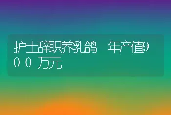 护士辞职养乳鸽 年产值900万元