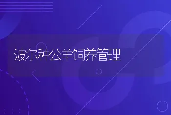 波尔种公羊饲养管理