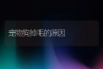 宠物狗掉毛的原因