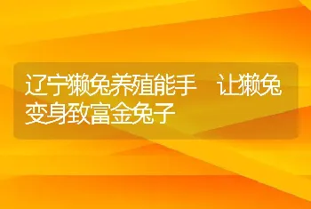 辽宁獭兔养殖能手 让獭兔变身致富金兔子