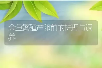 金鱼繁殖产卵前的护理与调养