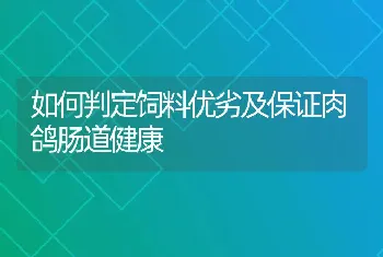 如何判定饲料优劣及保证肉鸽肠道健康