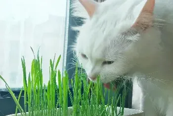 猫咪多大可以吃猫草？猫草多久吃一次比较合适？