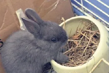 宠物兔喜欢吃什么食物