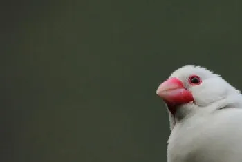 白文鸟的谷类主食介绍