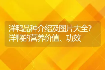 洋鸭品种介绍及图片大全？洋鸭的营养价值、功效