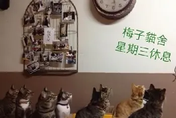 爱猫爱狗者的吃货乐园