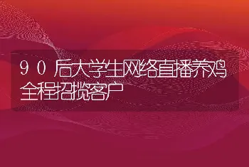 90后大学生网络直播养鸡全程招揽客户