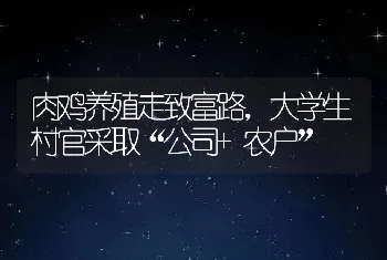 肉鸡养殖走致富路，大学生村官采取“公司+农户”