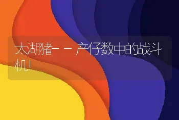 太湖猪--产仔数中的战斗机！