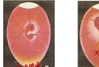 肉鸽胚胎6-11日发育图文讲解