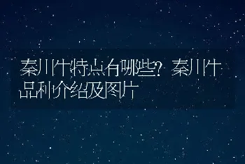 秦川牛特点有哪些？秦川牛品种介绍及图片