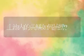 土池内的黄鳝如何捕捞？