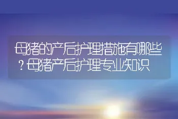 母猪的产后护理措施有哪些？母猪产后护理专业知识