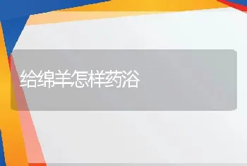 给绵羊怎样药浴